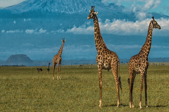 kenya Package